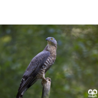 گونه سارگپه جنگلی European Honey Buzzard